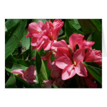 Pink Lily Flowers Card