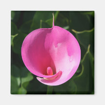 Pink lily fridge magnets