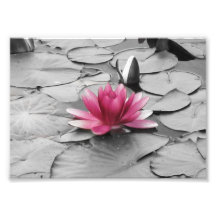 Pink lily pad flower photographic print