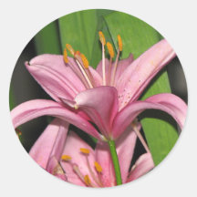 Pink Lily Stickers