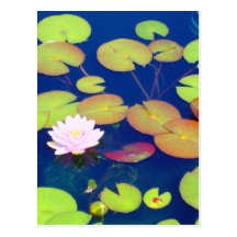 Pink Lotus Flower floating with lily pads on pond Postcards