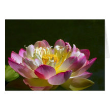 Pink Lotus Flower Greeting Cards