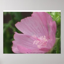 Pink Mallow Holly Print