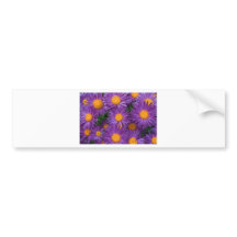 michaelmas daisy tattoo