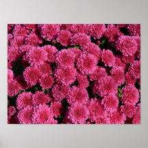 pink mums-New England Poster