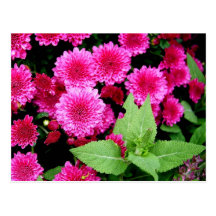 Pink Mums Post Cards