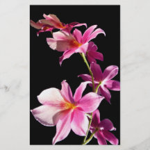 Pink Orchid. Flyers