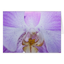 Pink Orchid Greeting Card