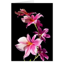 Pink Orchid. Greeting Card