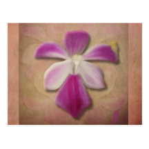 Pink Orchid Post Card