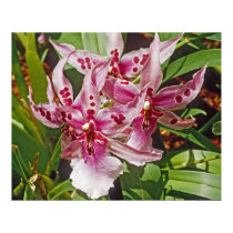 Pink Orchid posters