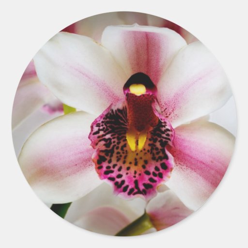 Pink Orchid Sticker