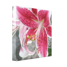 Pink Oriental Lily Canvas Print