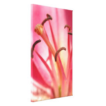 Pink Oriental Lily Stretched Canvas Print