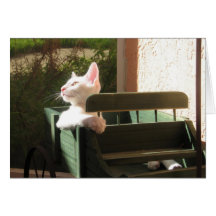 Pink Panther Rides Again Greeting Cards
