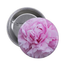 Pink Peonies / Peony