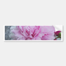 Pink Peonies / Peony Bumper Stickers