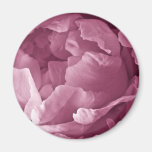 Pink Peony Closeup Fridge Magnets