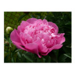 Pink Peony Postcards