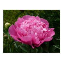 Pink Peony Postcards