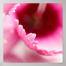 pink petal posters