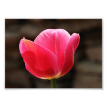 Pink Petal Tulip 5x7 Photographic Print