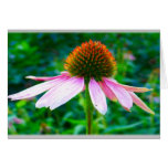 Pink Petals Floral Sympathy Card cards