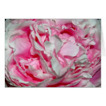 Pink Petals Greeting Cards