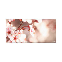 Pink Petals Stretched Canvas Print