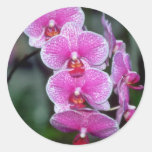 Pink Phalaenopsis flowers Stickers