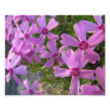 Pink Phlox Photograph