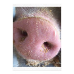 Pink Pig nose close up photograph Invitation