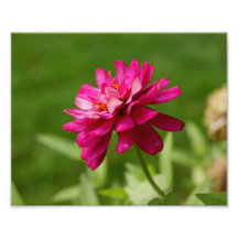 Pink Pleaser 10x8 Photographic Print