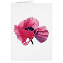 Pink Poppy Closeup Card