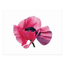 Pink Poppy Closeup Postcard