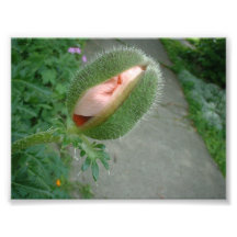 Pink Poppy in bloom Photographic Print