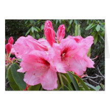 Pink Rhododendrons Blank Card