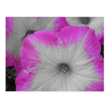 Pink Rimmed black and white petunias Post Cards