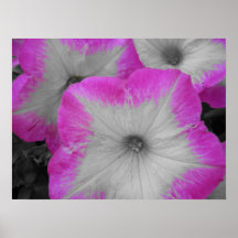 Pink Rimmed black and white petunias Posters