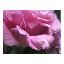 Pink Rose Art Photo