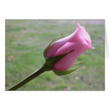 pink rose bud cards