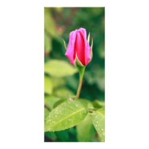 Pink rose bud custom rack card