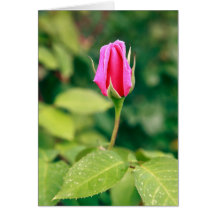 Pink rose bud greeting card