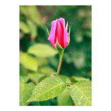 Pink rose bud invites