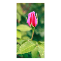 Pink rose bud photo card template