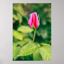 Pink rose bud posters