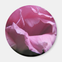 "Pink Rose"  Collection Fridge Magnet