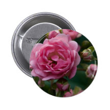 Pink Rose DSC3266