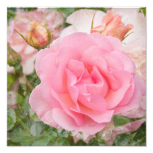 Pink rose "Fragrant Cloud" Photo Art