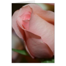 Pink Rose Note Cards